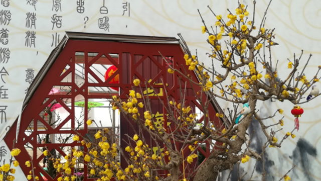 踏雪賞梅 周口首屆梅花節在淮陽(yáng)縣開(kāi)幕
