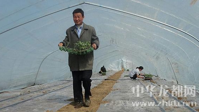 沈丘縣周營(yíng)鎮無(wú)公害西瓜基地內瓜農忙