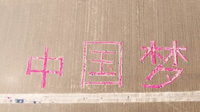 周口農民麥田里割出“中國夢(mèng)”