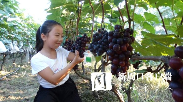 沈丘：生態(tài)園里葡萄采摘樂(lè )趣多