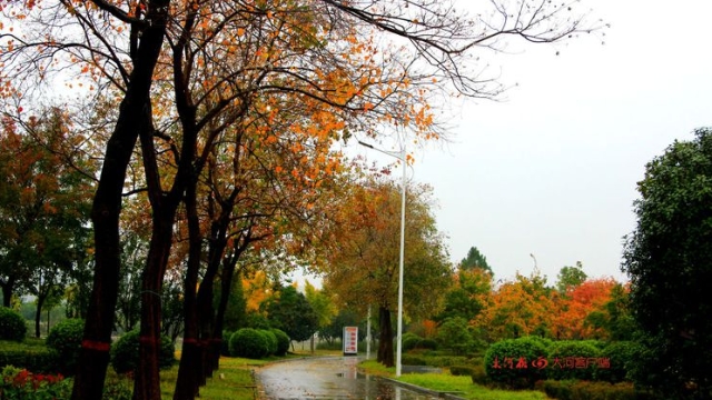 詩(shī)情畫(huà)意！秋冬之交一場(chǎng)雨 別樣周口落葉美