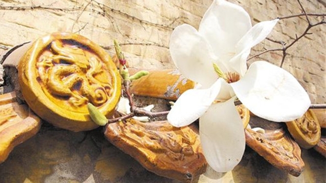玉蘭花開(kāi)俏爭春