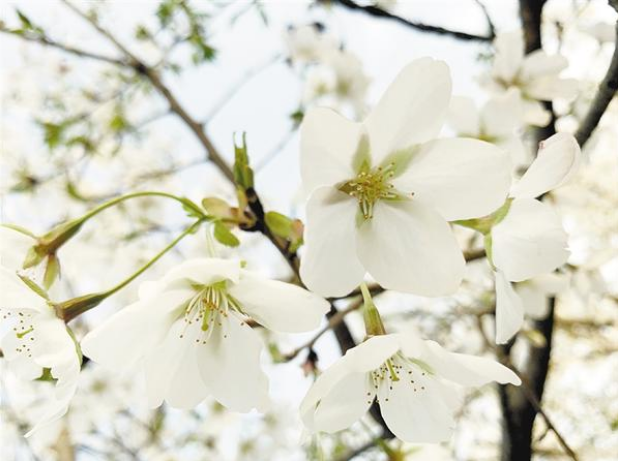 春光不負人 賞花正當時(shí)之二：帶您領(lǐng)略一場(chǎng)浪漫“花事”