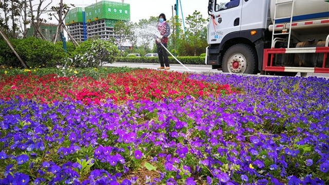 周口城區路邊鮮花盛開(kāi)