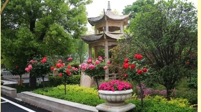 升級基礎設施  美化校園環(huán)境 周口新星學(xué)校著(zhù)力打造星級校園