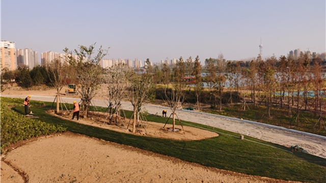 中心城區沙潁河北岸周口大道至八一大道段生態(tài)景觀(guān)芳容初綻