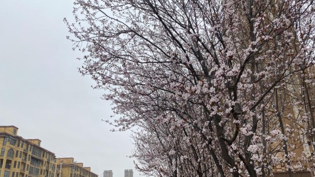 花開(kāi)滿(mǎn)城 周口城區春意濃