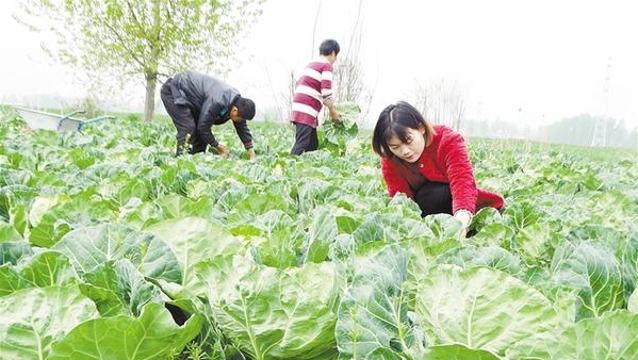 發(fā)展特色種植 助力鄉村振興