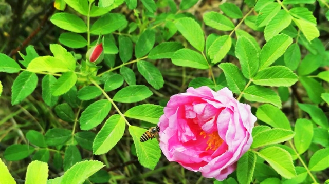 鐵路主題公園：玫瑰花開(kāi)正當時(shí)