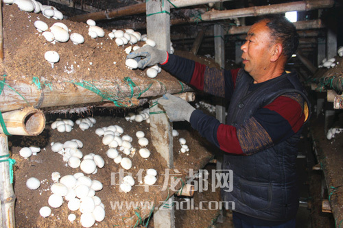 周口項城：食用菌種植基地內，工人正在查看雙孢菇長(cháng)勢