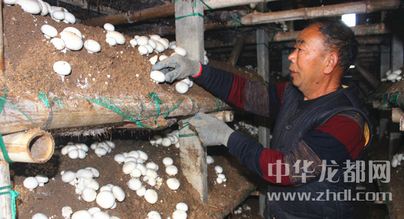 周口項城：食用菌種植基地內，工人正在查看雙孢菇長(cháng)勢